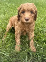 Mini Goldendoodles , a female Goldendoodle for sale in New Haven, MI – 3 of 4