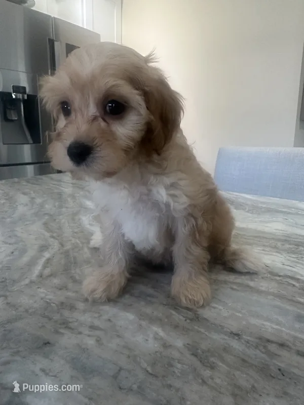 Goldendoodle – Miniature Goldendoodle puppy for sale in New Haven, MI