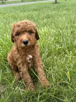 Goldendoodle, a male Goldendoodle for sale in New Haven, MI – 3 of 4