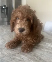 Goldendoodle, a female Goldendoodle for sale in New Haven, MI – 3 of 3