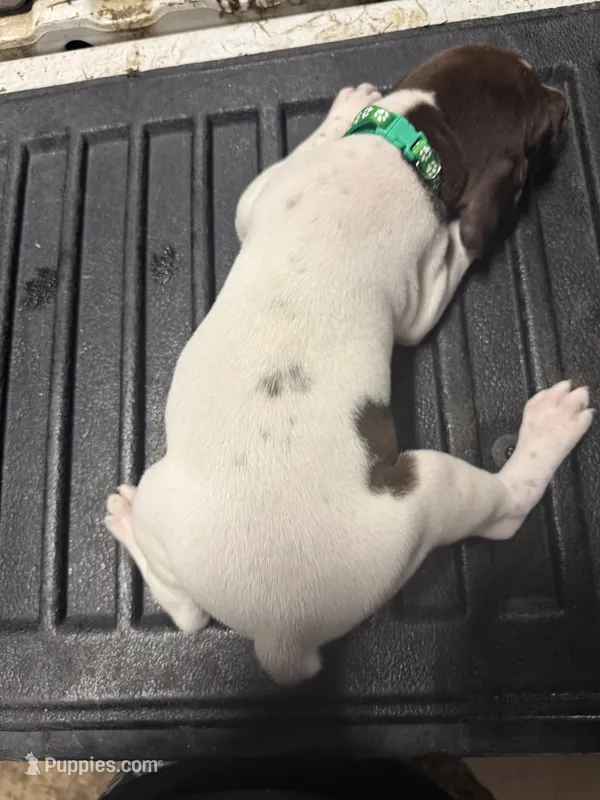 Green Male  – German Shorthaired Pointer puppy for sale in Selma, IN