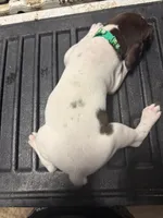 Green Male , a male German Shorthaired Pointer for sale in Selma, IN – 1 of 6