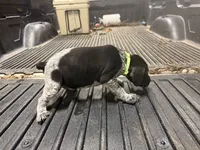 Green Female , a female German Shorthaired Pointer for sale in Selma, IN – 5 of 5