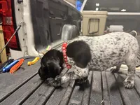 Red Male , a male German Shorthaired Pointer for sale in Selma, IN – 2 of 5