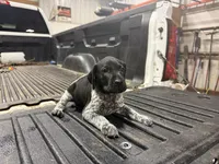 Green Female , a female German Shorthaired Pointer for sale in Selma, IN – 2 of 5