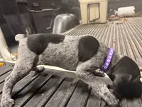 Purple Female , a female German Shorthaired Pointer for sale in Selma, IN – 3 of 4