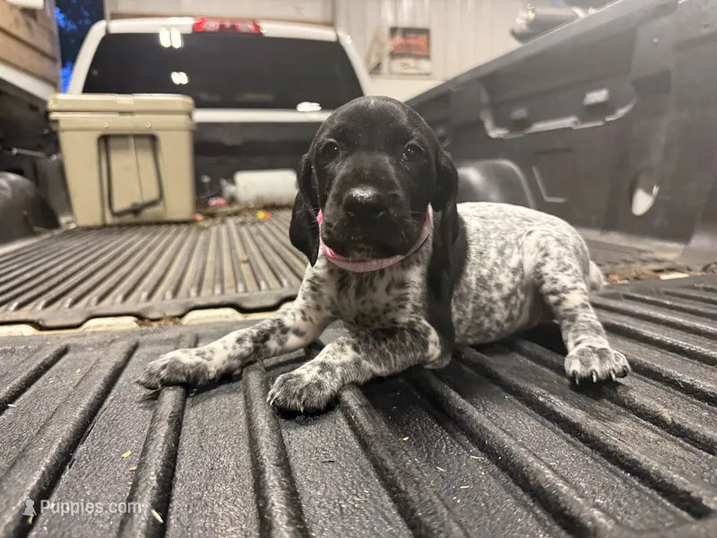 LIGHT Pink Female – German Shorthaired Pointer puppy for sale in Selma, IN