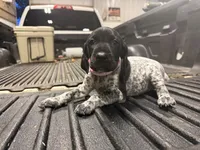 LIGHT Pink Female, a female German Shorthaired Pointer for sale in Selma, IN – 1 of 4