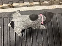 LIGHT Pink Female, a female German Shorthaired Pointer for sale in Selma, IN – 4 of 4