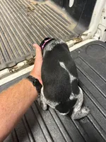 Pink Female , a female German Shorthaired Pointer for sale in Selma, IN – 4 of 5