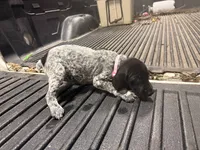 LIGHT Pink Female, a female German Shorthaired Pointer for sale in Selma, IN – 3 of 4