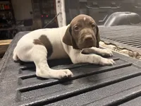 Green Male , a male German Shorthaired Pointer for sale in Selma, IN – 4 of 6