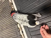 Red Male , a male German Shorthaired Pointer for sale in Selma, IN – 3 of 5