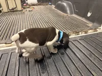 Blue Female , a female German Shorthaired Pointer for sale in Selma, IN – 4 of 4