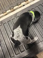 Green Female , a female German Shorthaired Pointer for sale in Selma, IN – 3 of 5