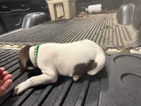 Green Male , a male German Shorthaired Pointer for sale in Selma, IN – 3 of 6
