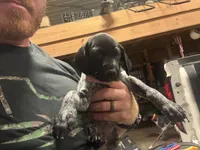 Pink Female , a female German Shorthaired Pointer for sale in Selma, IN – 3 of 5