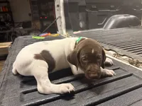 Green Male , a male German Shorthaired Pointer for sale in Selma, IN – 2 of 6