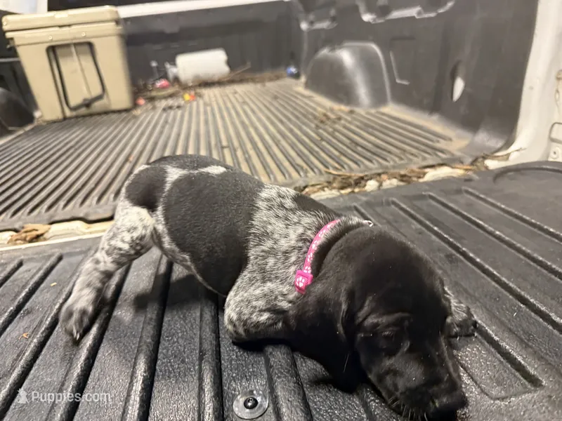 Pink Female  – German Shorthaired Pointer puppy for sale in Selma, IN