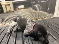 Pink Female , a female German Shorthaired Pointer for sale in Selma, IN – 1 of 5