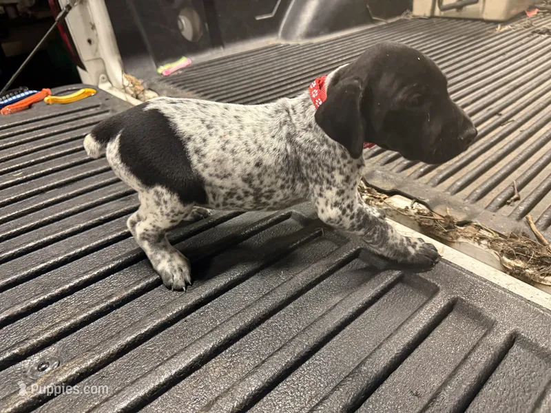 Red Male  – German Shorthaired Pointer puppy for sale in Selma, IN