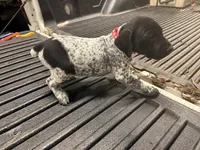 Red Male , a male German Shorthaired Pointer for sale in Selma, IN – 1 of 5