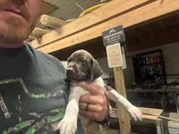 Blue Female , a female German Shorthaired Pointer for sale in Selma, IN – 3 of 4