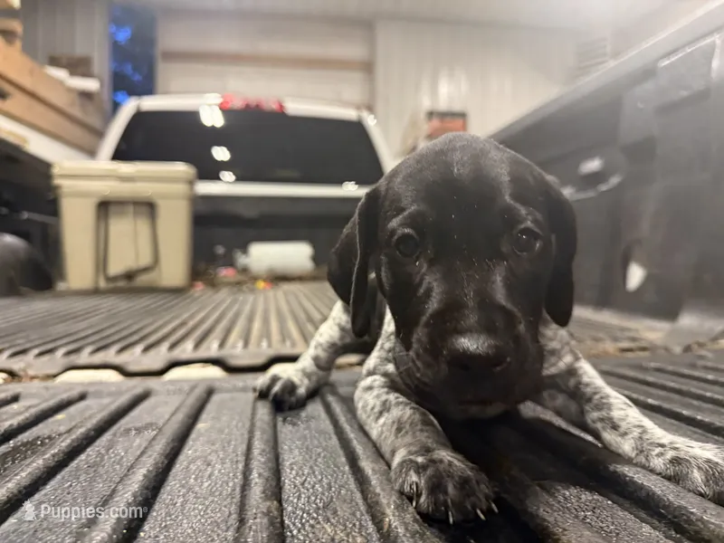 Green Female  – German Shorthaired Pointer puppy for sale in Selma, IN
