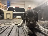 Green Female , a female German Shorthaired Pointer for sale in Selma, IN – 1 of 5