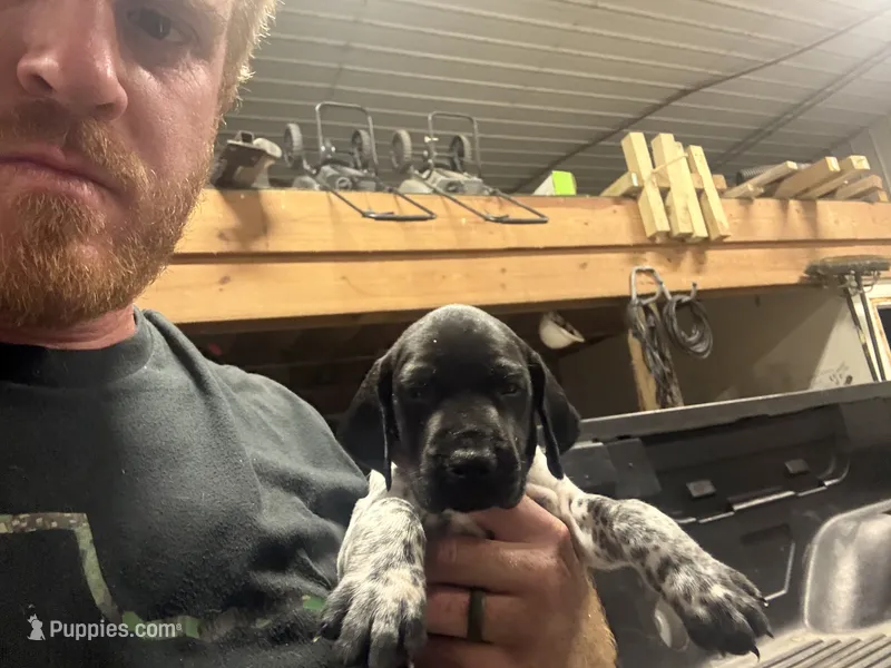 Purple Female  – German Shorthaired Pointer puppy for sale in Selma, IN