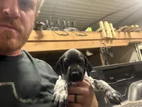 Purple Female , a female German Shorthaired Pointer for sale in Selma, IN – 1 of 4