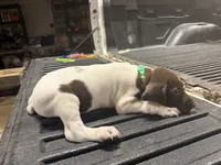 Green Male , a male German Shorthaired Pointer for sale in Selma, IN – 5 of 6