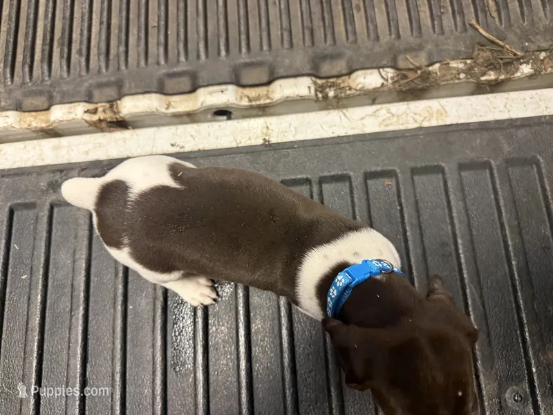 Blue Female  – German Shorthaired Pointer puppy for sale in Selma, IN