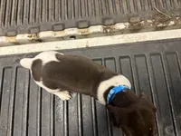 Blue Female , a female German Shorthaired Pointer for sale in Selma, IN – 1 of 4