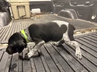 Green Female , a female German Shorthaired Pointer for sale in Selma, IN – 4 of 5