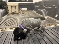 Purple Female , a female German Shorthaired Pointer for sale in Selma, IN – 2 of 4