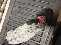 Red Male , a male German Shorthaired Pointer for sale in Selma, IN – 4 of 5