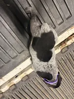 Purple Female , a female German Shorthaired Pointer for sale in Selma, IN – 4 of 4