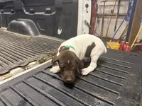 Green Male , a male German Shorthaired Pointer for sale in Selma, IN – 6 of 6