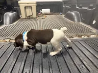 Blue Female , a female German Shorthaired Pointer for sale in Selma, IN – 2 of 4