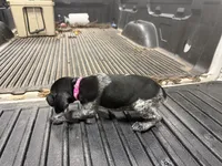Pink Female , a female German Shorthaired Pointer for sale in Selma, IN – 5 of 5