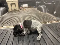 LIGHT Pink Female, a female German Shorthaired Pointer for sale in Selma, IN – 2 of 4