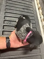Pink Female , a female German Shorthaired Pointer for sale in Selma, IN – 2 of 5