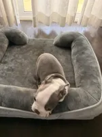 Puppy 4, a female Boston Terrier for sale in Merced, CA – 5 of 5