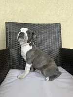 Puppy 3, a male Boston Terrier for sale in Merced, CA – 10 of 10