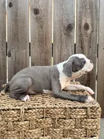 Puppy 4, a female Boston Terrier for sale in Merced, CA – 1 of 5