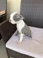 Puppy 4, a female Boston Terrier for sale in Merced, CA – 1 of 5