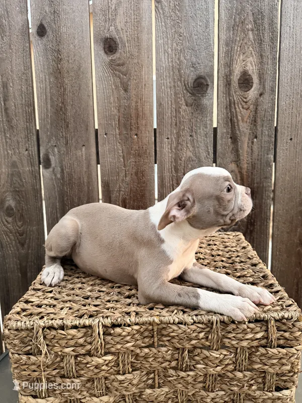 Puppy 2  – Boston Terrier puppy for sale in Merced, CA