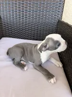 Puppy 4, a female Boston Terrier for sale in Merced, CA – 2 of 5