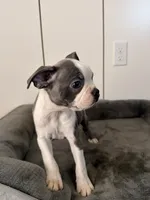 Puppy 3, a female Boston Terrier for sale in Merced, CA – 2 of 4